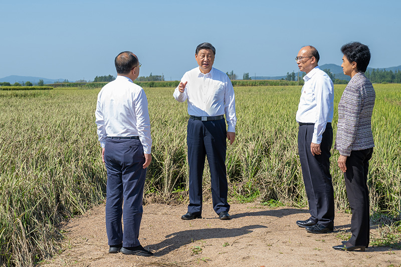 9月6日至8日，中共中央總書記、國家主席、中央軍委主席習(xí)近平在黑龍江考察。這是7日上午，習(xí)近平在遭受洪澇災(zāi)害的哈爾濱尚志市老街基鄉(xiāng)龍王廟村，察看水稻受災(zāi)情況。